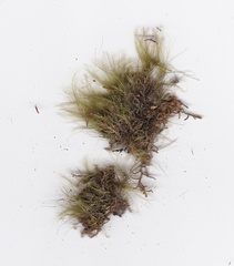 Dicranoloma menziesii