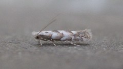 Phyllonorycter apparella