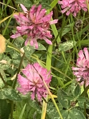 Trifolium medium