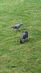 Columba livia domestica