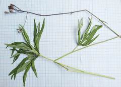 Syneilesis aconitifolia