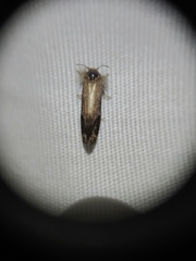 Acrolophus texanella