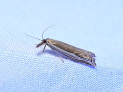 Raphiptera argillaceellus