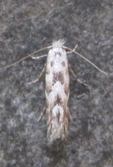 Phyllonorycter apparella