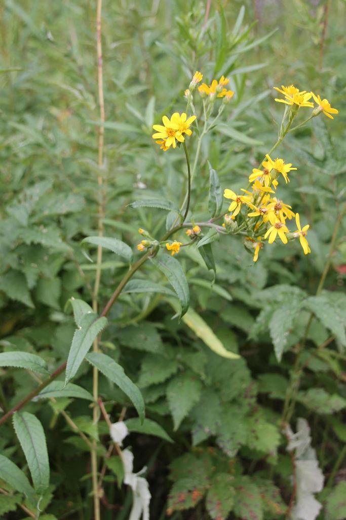 Alpine Ragwort from Большеуковский р-н, Омская обл., Россия on July 20 ...