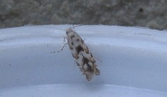 Phyllonorycter apparella