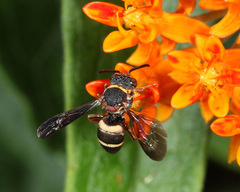 Epeolus bifasciatus