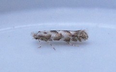 Phyllonorycter apparella