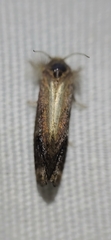 Acrolophus texanella