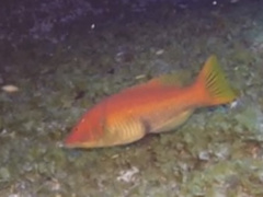 Bodianus scrofa