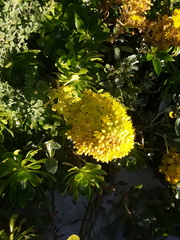 Aeonium arboreum arboreum