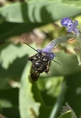 Melissodes bimaculatus