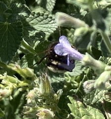 Melissodes bimaculatus