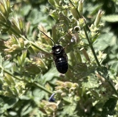 Melissodes bimaculatus