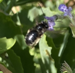 Melissodes bimaculatus