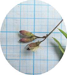 Syneilesis aconitifolia