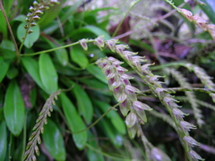 Specklinia gracillima