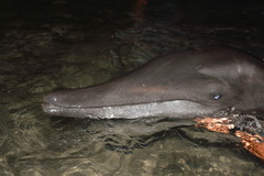 Steno bredanensis