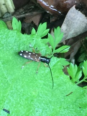Glenea relicta
