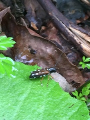 Glenea relicta