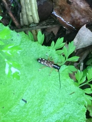Glenea relicta
