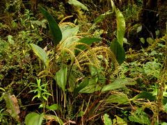 Stelis pilifera