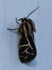 Apantesis williamsii