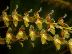 Stelis pilifera