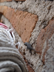 Sceloporus dugesii