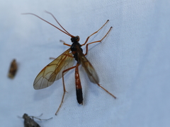 Ctenopelmatinae