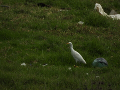 Bubulcus ibis