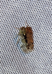 Melanoliarus placitus