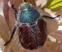 Paracotalpa granicollis