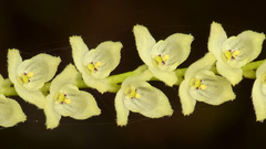 Stelis nivalis