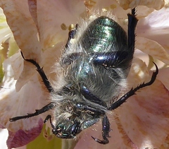Paracotalpa granicollis