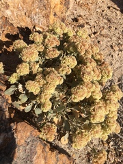 Eriogonum robustum