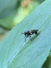 Eudioctria albius