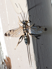 Spilopteron formosum