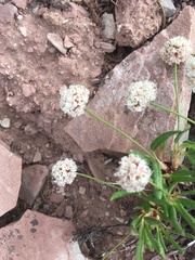 Eriogonum coloradense