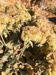 Eriogonum robustum