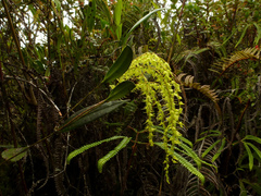 Pleurothallis ramificans