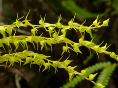 Pleurothallis ramificans