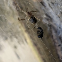 Parasteatoda tepidariorum
