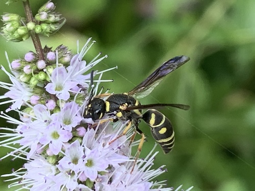 Parancistrocerus leionotus yumus