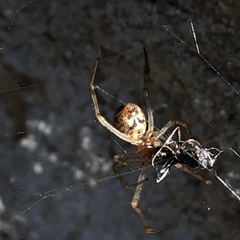 Parasteatoda tepidariorum