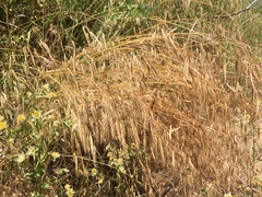 Bromus commutatus