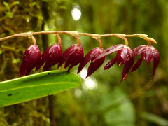 Pleurothallis restrepioides