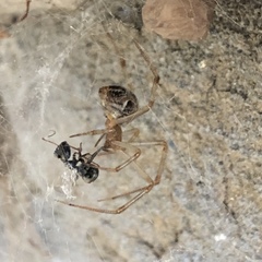 Parasteatoda tepidariorum