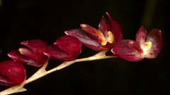 Pleurothallis restrepioides