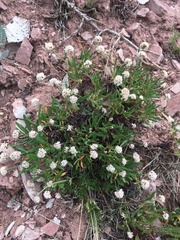Eriogonum coloradense